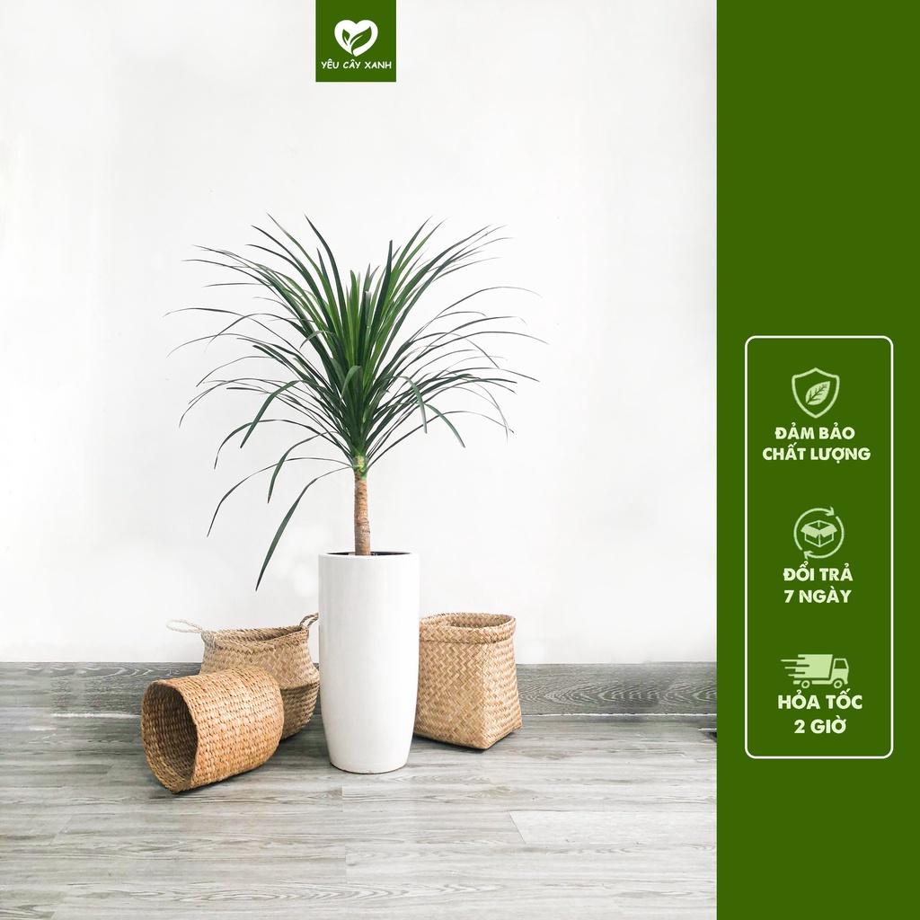 Cây Phát Tài Núi, cây trang trí văn phòng loại cây phong thủy ưa thích