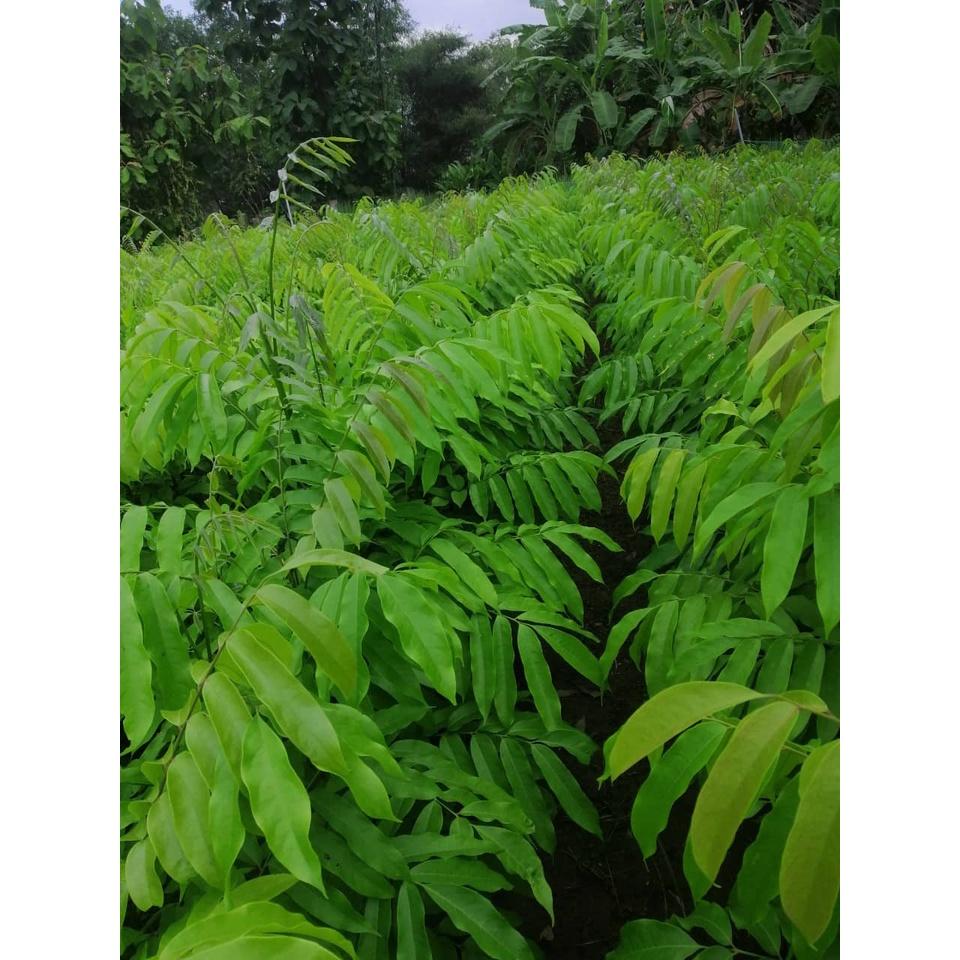 200 gram hạt giống sấu