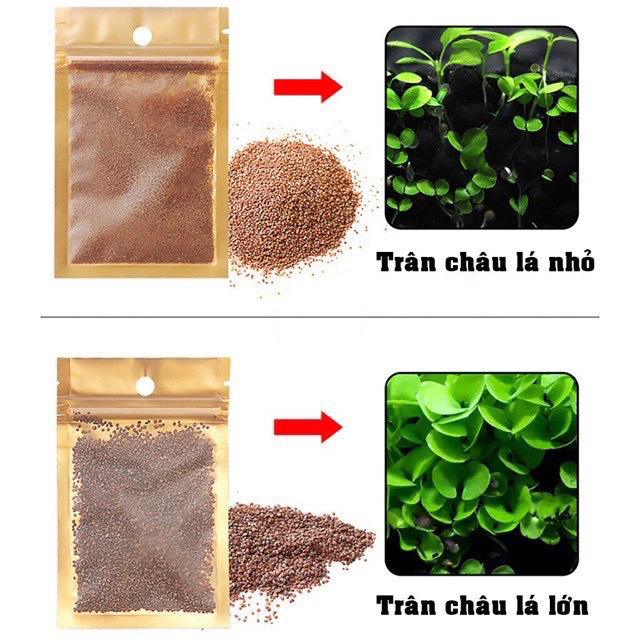 Hạt giống thủy sinh, cây thủy sinh (trân châu ngọc trai, ngưu mao chiên, cỏ tình yêu, cỏ may mắn)
