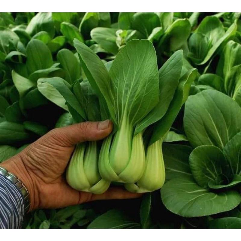 20gr Hạt giống cải thìa xanh Trang Nông