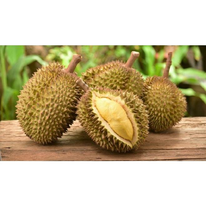 Cây giống Sầu Riêng Mussang King .