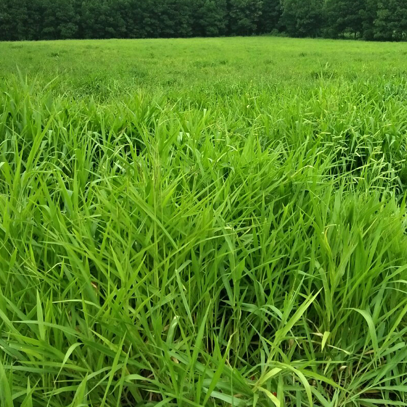 Hạt giống cỏ Ruzi - Cỏ chịu dẫm đạp
