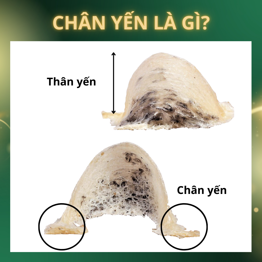 Chân Tổ Yến Sào Tinh Chế Rút Lông 50-100gr The Nest House