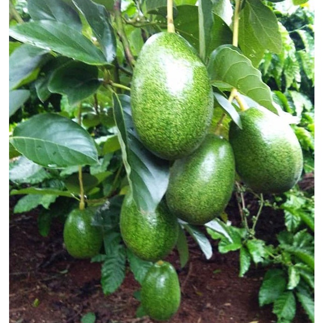 Cây giống Bơ sáp lùn Thái Lan