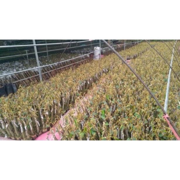 Cây Giống Sầu Riêng MusangKing D197 Malaysia