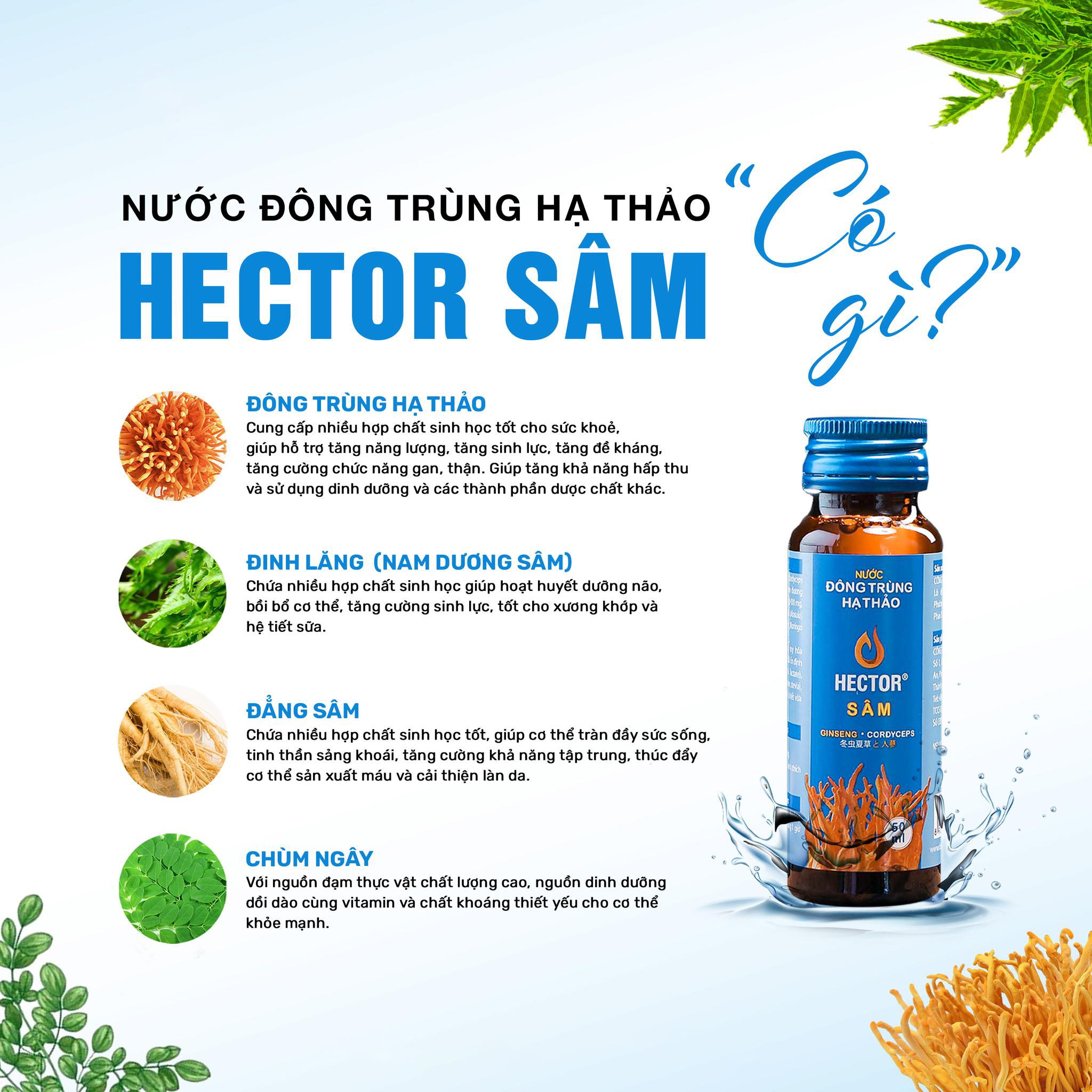 Nước Đông trùng hạ thảo Hector Sâm (20 chai x 50ml) Hộp quà tặng