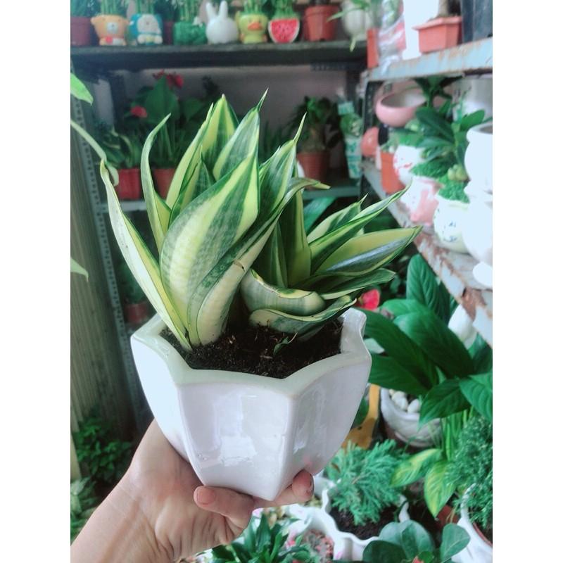 Chậu Lưỡi Hổ Thái Vàng