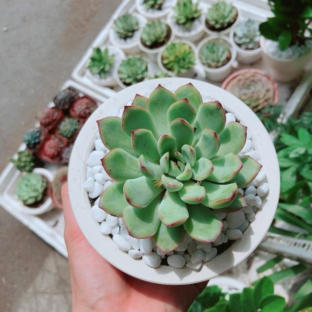 Chậu cây sen đá