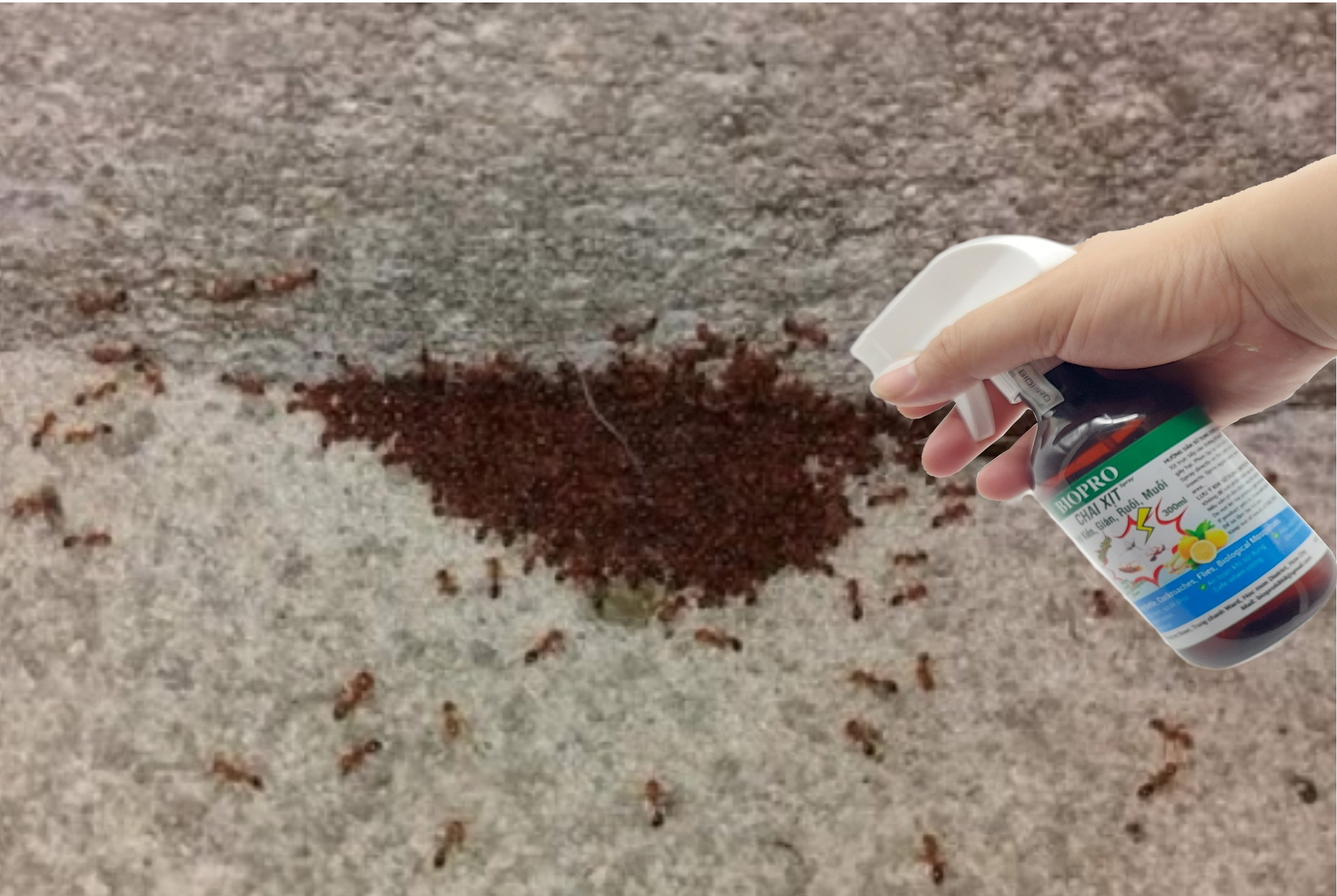 Chai xịt diệt kiến diệt gián ruồi muỗi Sinh học Biopro Chai 300ml Diệt sạch côn trùng gây hại An toàn Hiệu quả Sx tại VN
