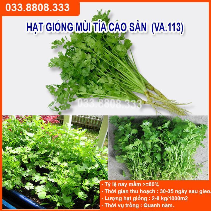HẠT GIỐNG RAU MÙI TÍA GÓI 20G - NĂNG SUẤT CAO, CỰC DỄ TRỒNG NHANH THU HOẠCH