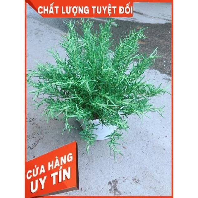 Chậu Hương Thảo Size Đại