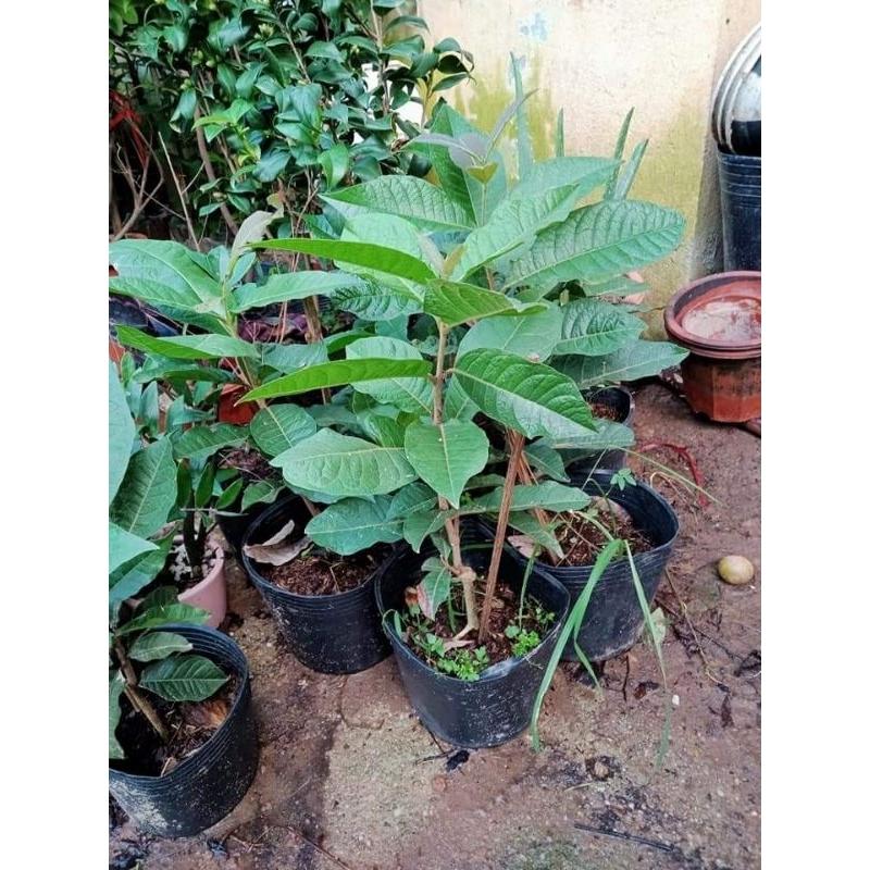 CÂY GIỐNG HOA MAI XANH THÁI