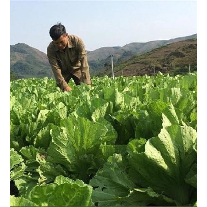 Hạt giống rau cải bẹ dưa cao sản - Gói 1kg