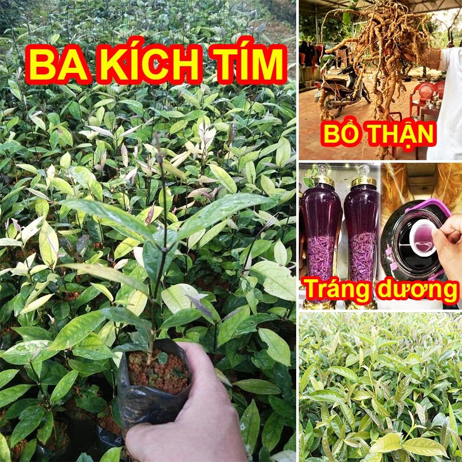 Cây Giống Ba Kích Tím Bổ Thận, Tráng Dương