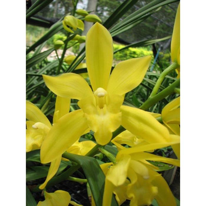 Đia lan hương cát cát cực thơm, hàng hoa tết, gửi nguyên chậu đi, hàng to đẹp - DLCCT