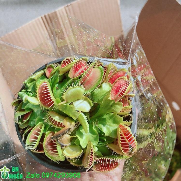 Cây Bắt Mồi Hàng Đẹp
