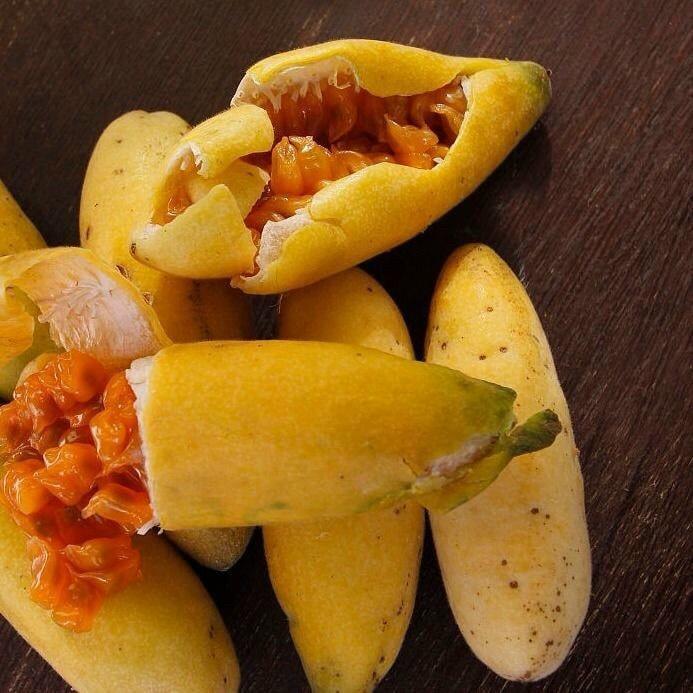 CÂY GIỐNG CHANH LEO CHUỐI NAM MỸ.