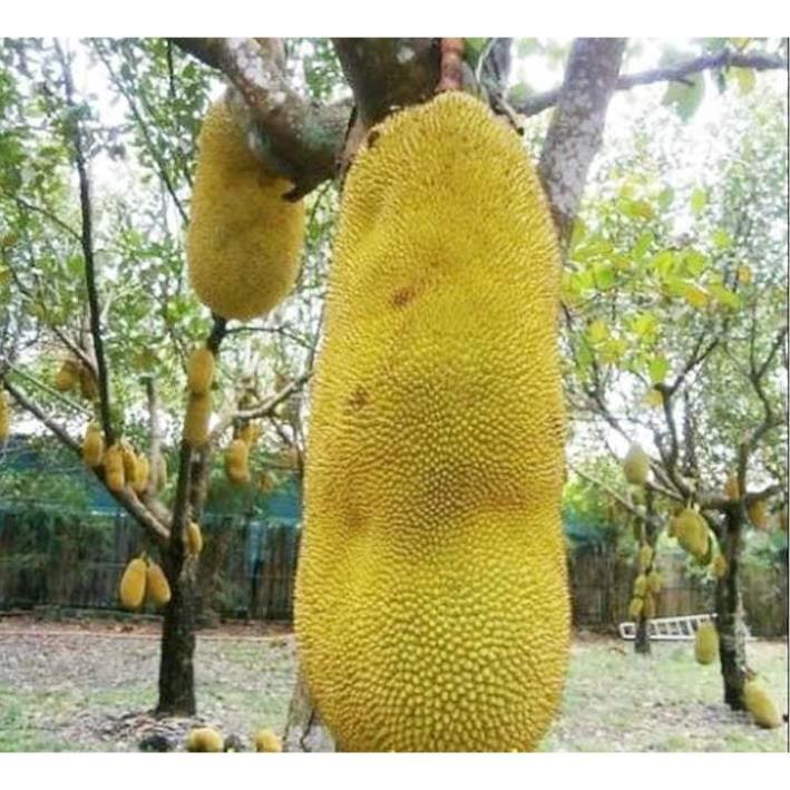 Sản phẩm MIT TRÁI DÀI MALAIXIA CHUẨN GIỐNG