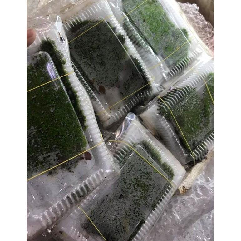 Rêu Minifiss lá nước (hộp 5 lớp ~ 7 tấc)