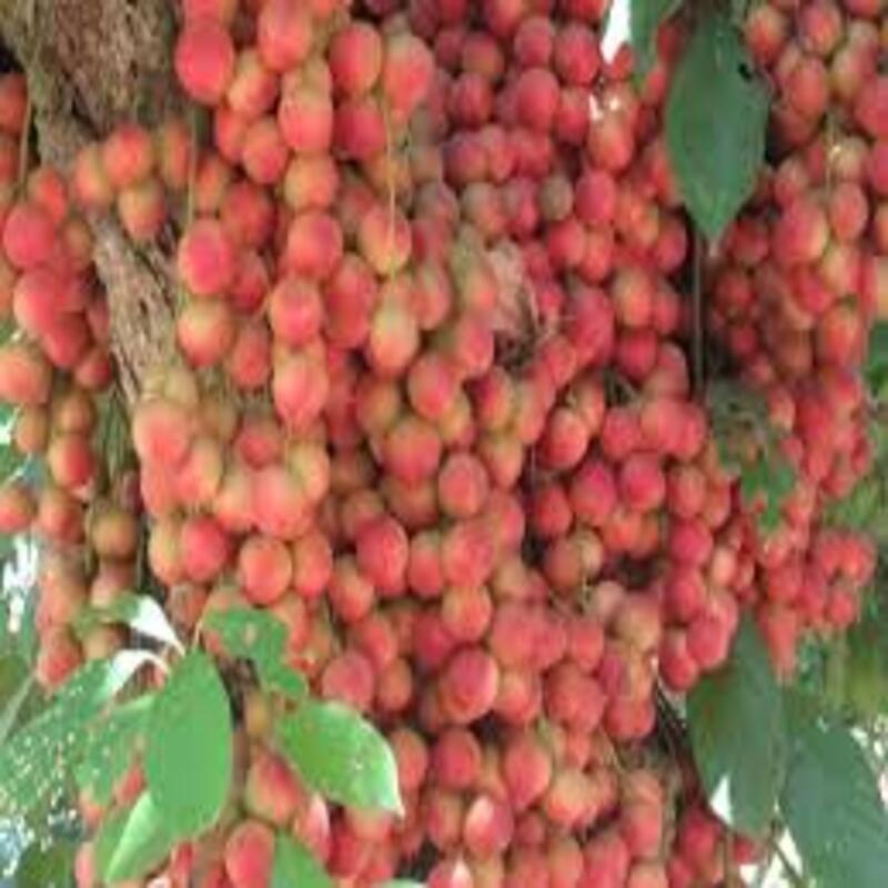 Cây giống Dâu da đất cây giống chuẩn cho năng suất cao