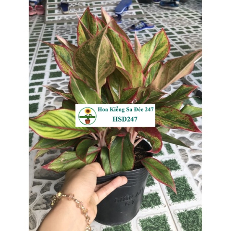Combo 2 cây phong thủy cây vàng bạc lá lớn và cây Phú quý - tặng phân bón - trang trí nội thất