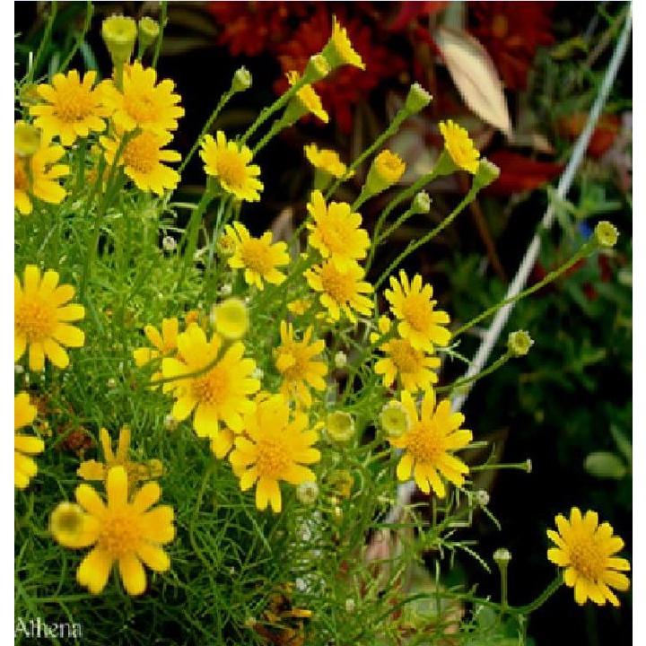 Hạt giống hoa cúc sao băng màu vàng,hạt giống chuẩn f1 -1 gói 50 hạt