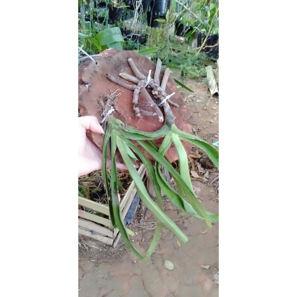 Hoa phong lan đuôi chồn