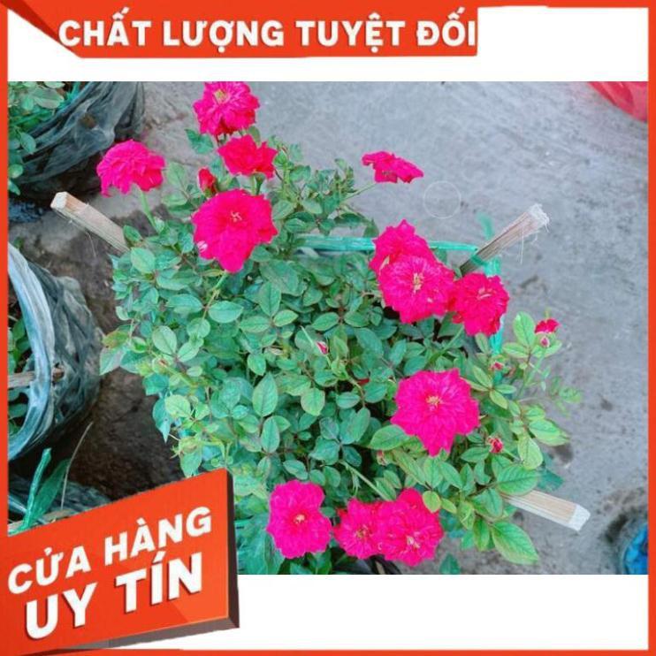 Bụi Hoa hồng Nhiều Người Mua