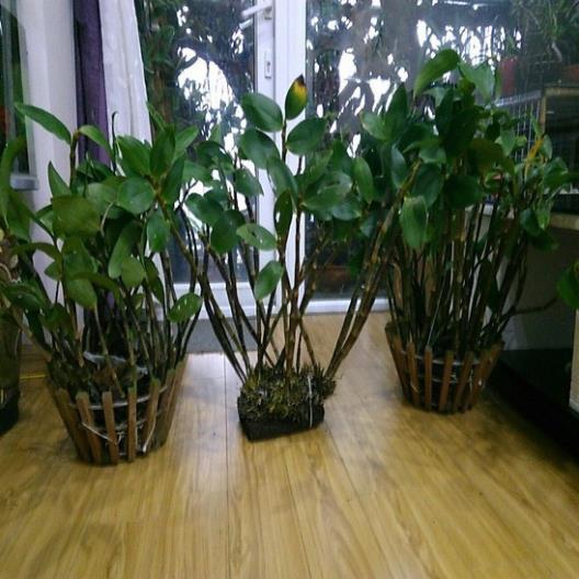 LAN KIỀU CAM - CHUẨN LAN RỪNG TÂY BẮC- GỬI ĐI NGUYÊN GIÒ