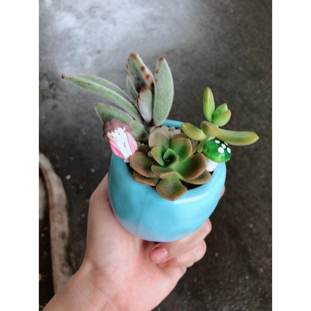 Chậu sen đá tiểu cảnh 7