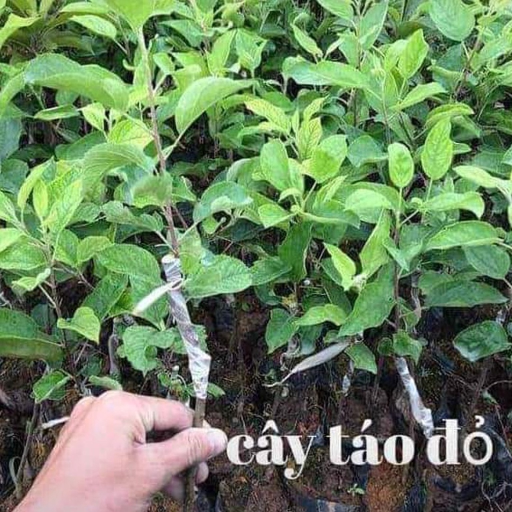 Cây Giống Táo đỏ lùn giống ghép cho quả sớm