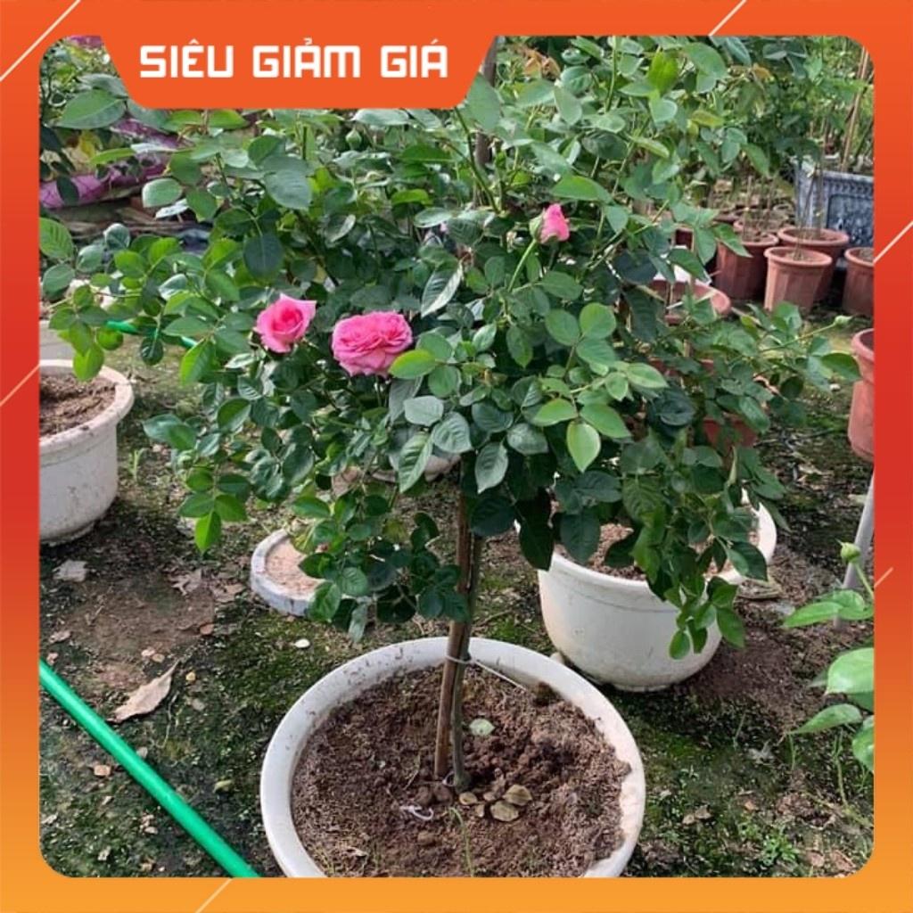 Hoa Hồng Ngoại Bernadette Lafont Pháp - bông to khủng,hương thơm cổ điển