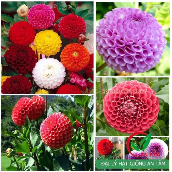 COMBO 3 CỦ GIỐNG HOA THƯỢC DƯỢC LÙN CÁNH KÉP MIXX MÀU