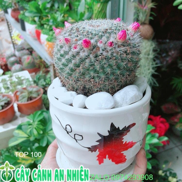 Chậu Xương Rồng Nở Hoa