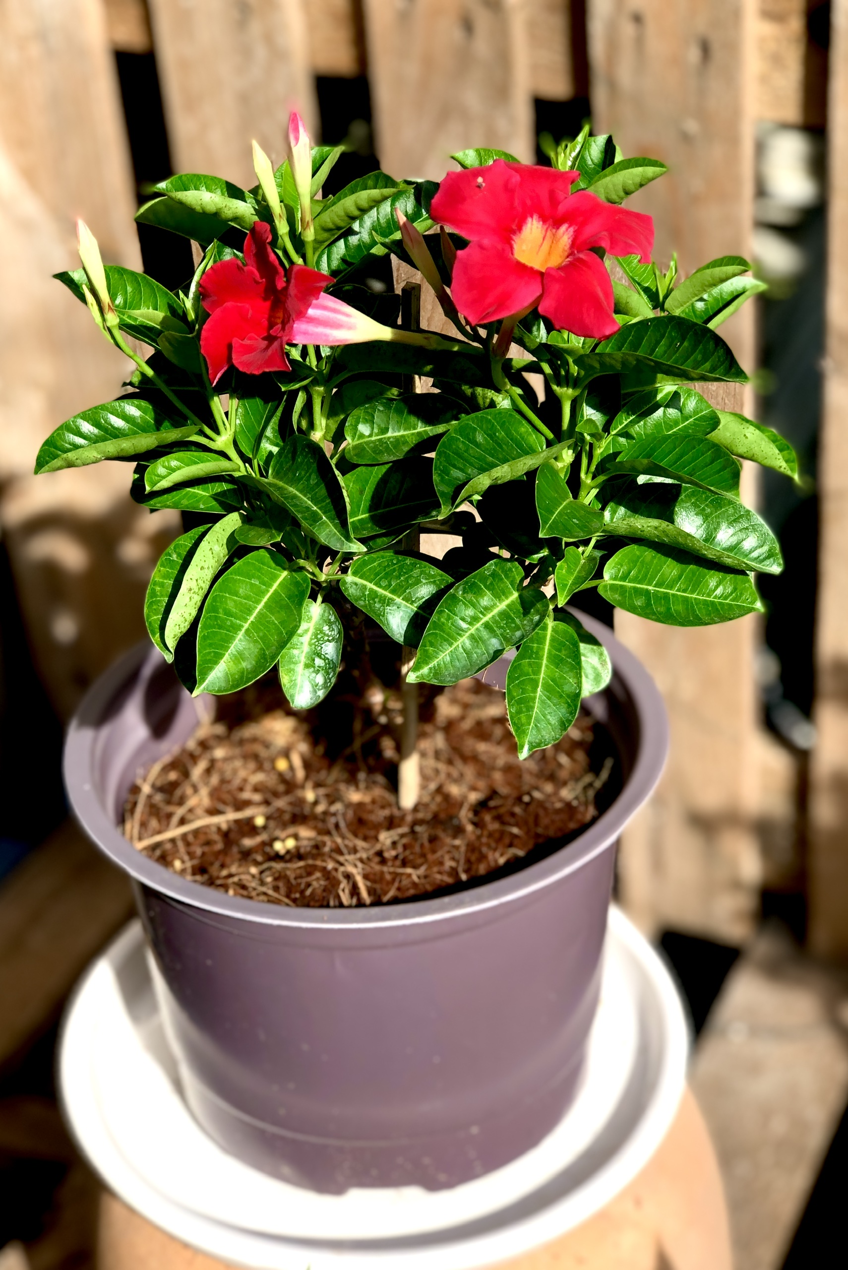 Chậu cây Hồng Anh màu đỏ