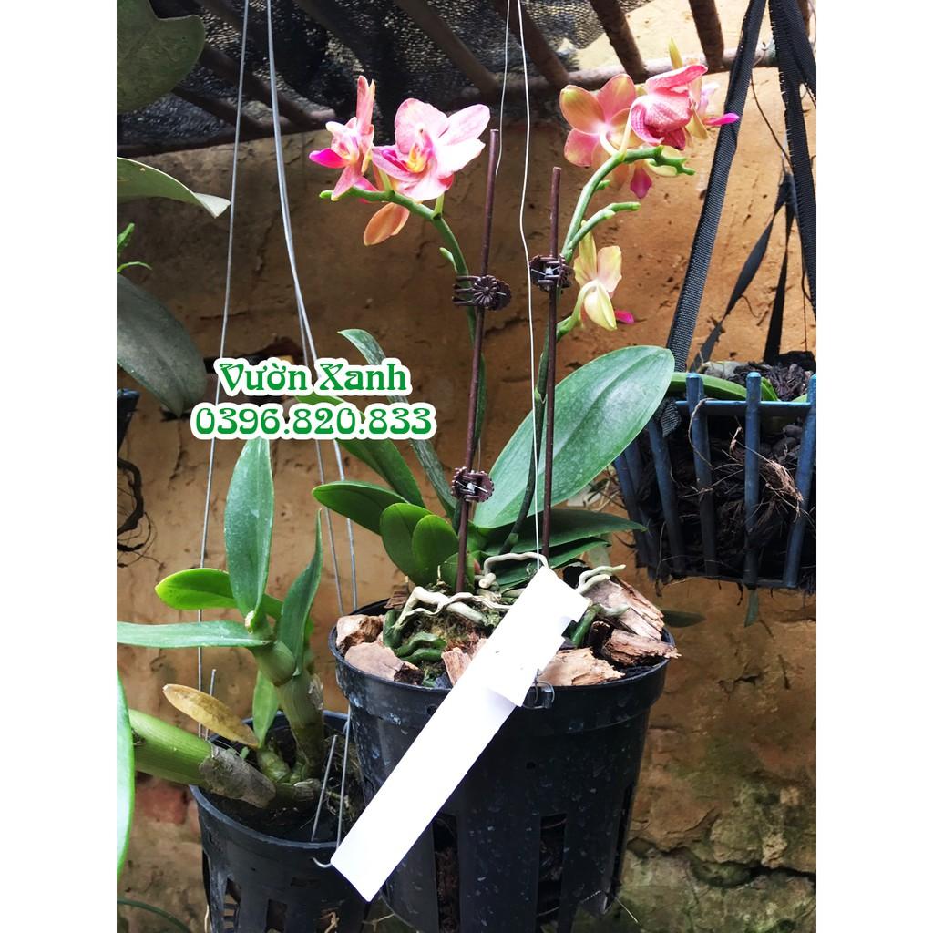 Thẻ ghi tên lan dạng cài 200 chiếc