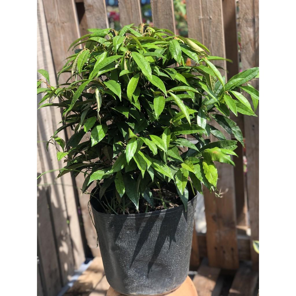 Cây Vú Sữa lò rèn Vĩnh Kim cao 70 - 90 cm