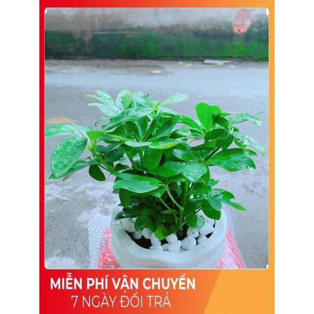 Chậu Cây Ngũ Gia Bì Để Bàn