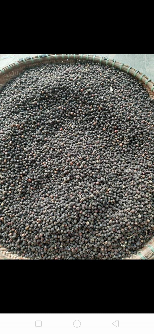CÂY GIỐNG HỒ TIÊU