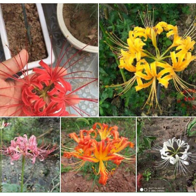 Bộ 5 củ giống hoa bỉ ngạn nhiều màu