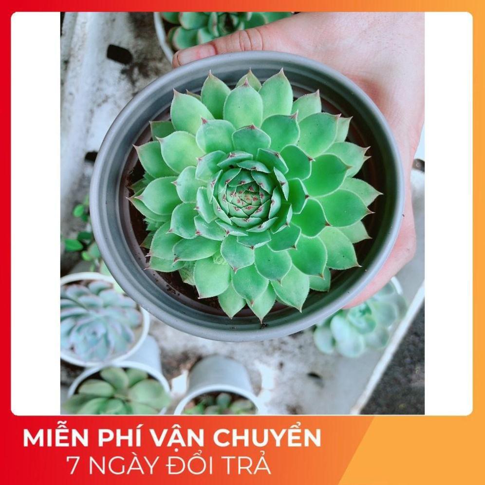 Sen Đá Phật Bà