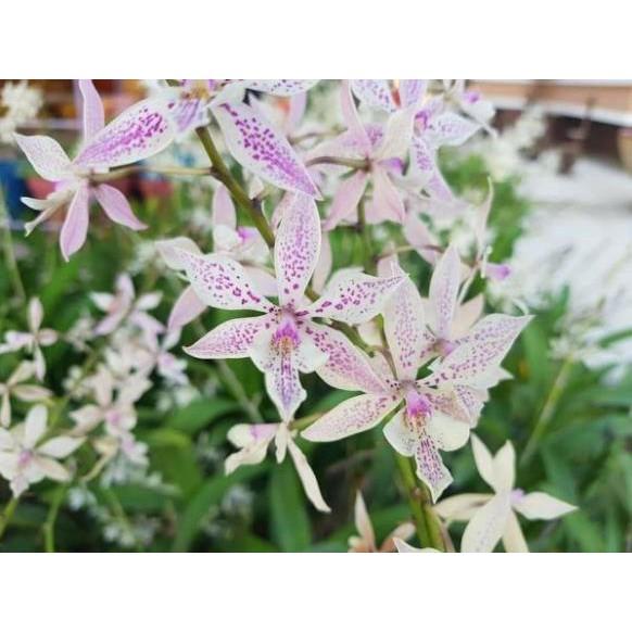 Hoa phong lan brass lai epi