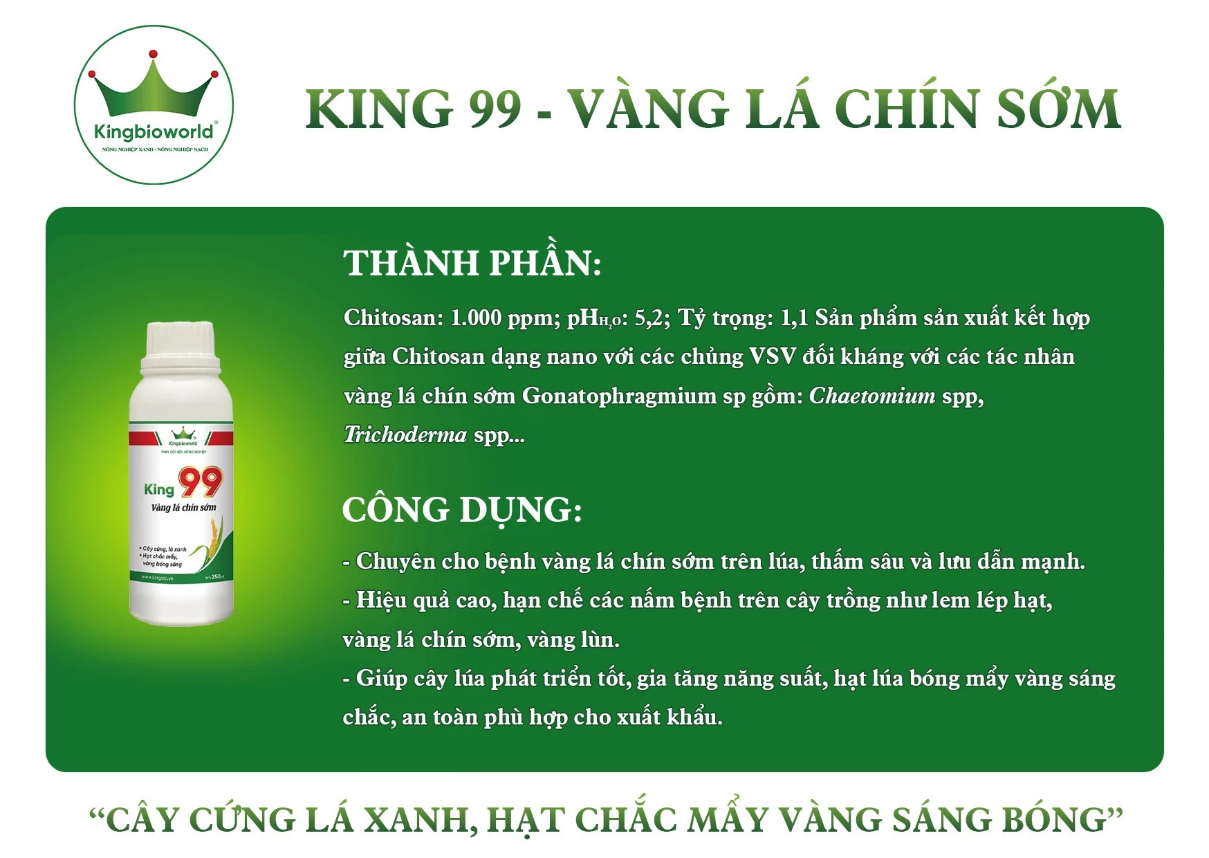 King 99 - Chuyên trị vàng lá chín sớm, giúp cứng cây lá xanh, hạt chắc mẩy vàng sáng bóng