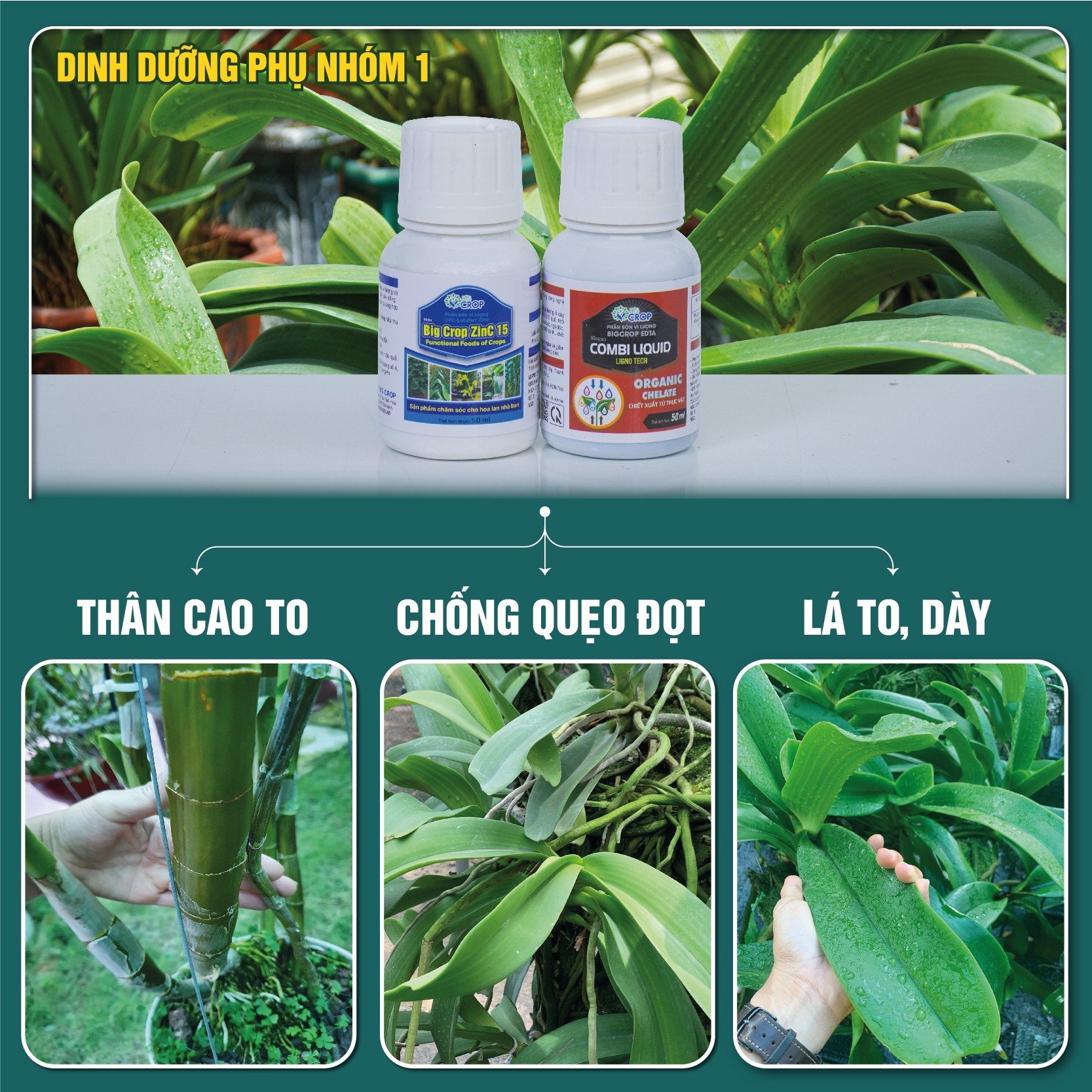 NHÓM 1 COMBO8 50 - Phân bón chống quẹo đọt, ngăn rụng hoa, tăng đề kháng, hạn chế thối nhũn mùa mưa