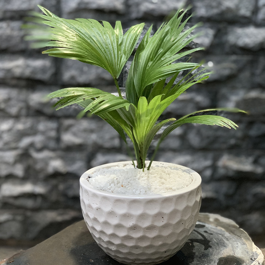 Chậu Cây Cọ