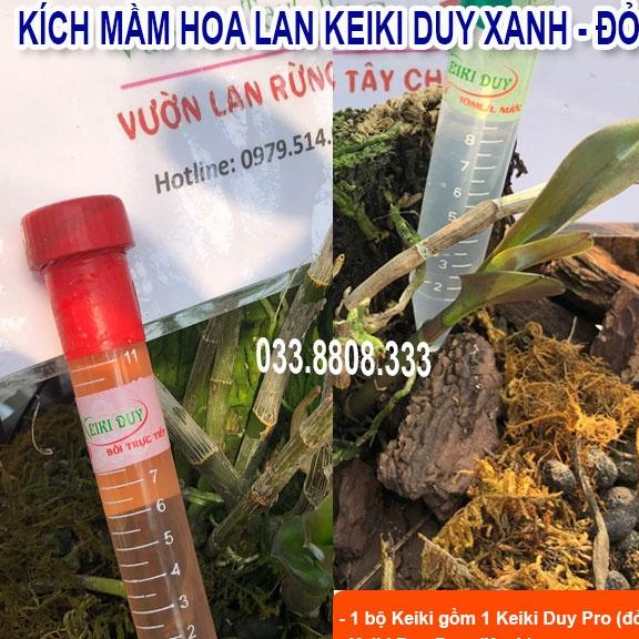BỘ KEIKY XANH VÀ KEIKY ĐỎ DÙNG KÍCH MẦM HOA - CHUYÊN TRỒNG LAN