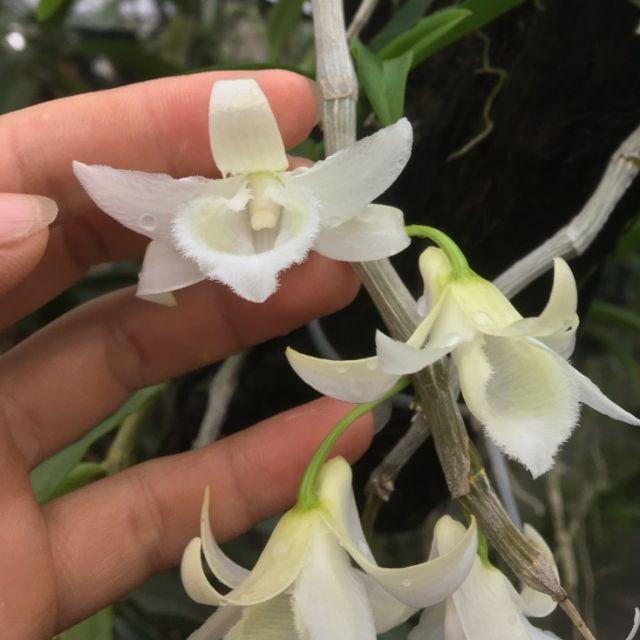 Hoa phong lan 5 cánh trắng di linh cấy mô , cây cực đẹp