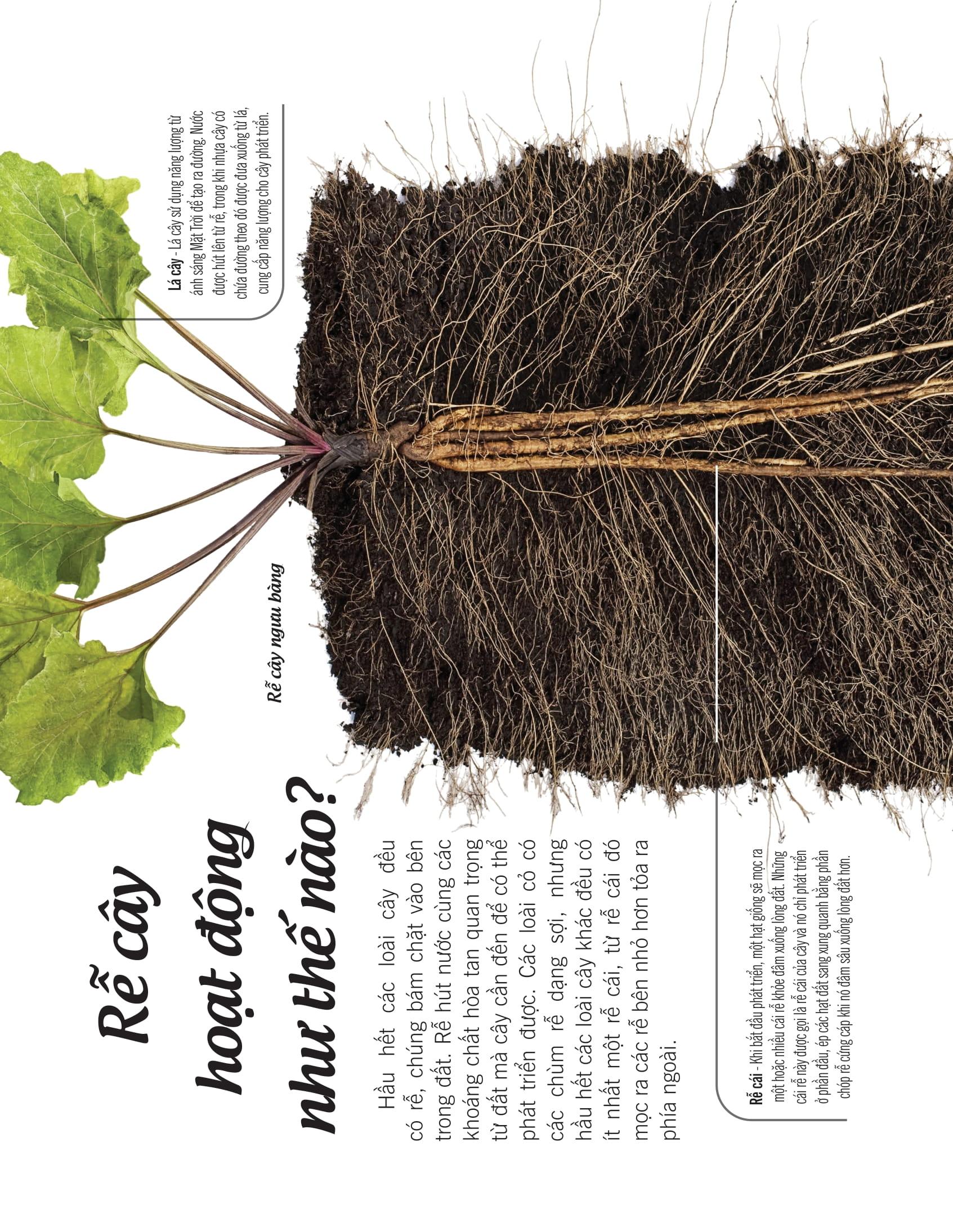 Bách Khoa Thư Về Thế Giới Thực Vật - Cây, Lá, Hoa Và Hạt