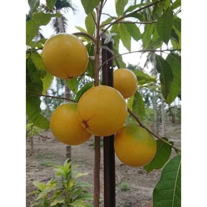 Vú sữa hoàng kim