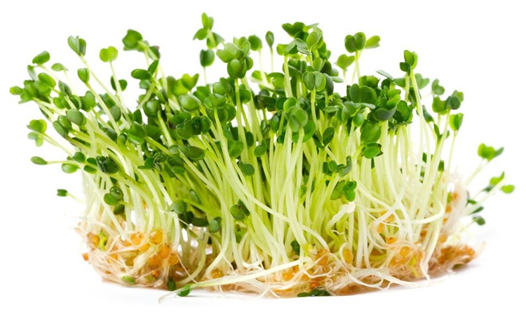 Bộ 2 Gói Hạt Giống Mầm Thảo Dược Methi Phú Nông PN132155